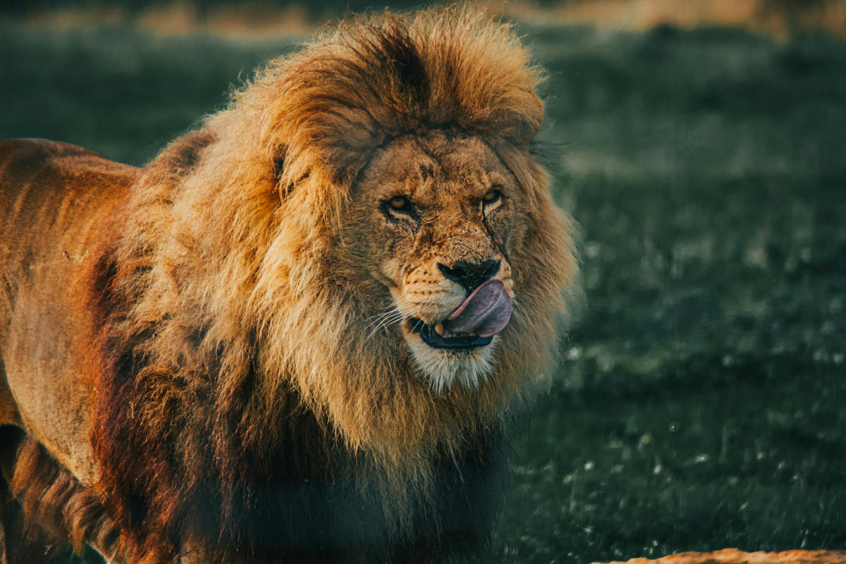 Nootropics-stacken: Lion's Mane + Shilajit för fok